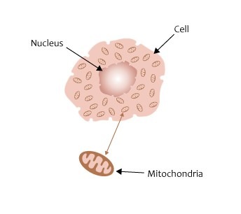 cel met mitochondriën