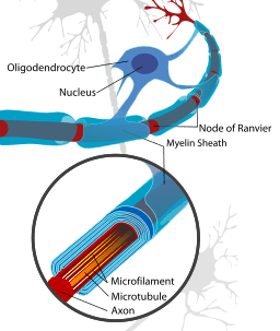 oligodendrocyte en myeline